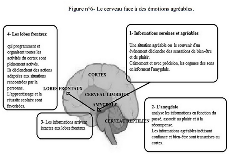 Les effets du stress sur le cerveau de lélève Valérie Dauchez